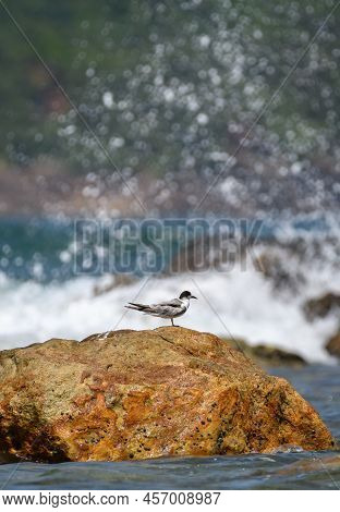 Isolated Whiskered Tern Perch On A Rock And Ocean Waves Crash And Spray Behind The Rock.