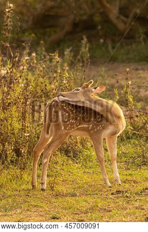 Cute Young Deer Reaching Its Back And Cleaning In The Evening At Yala National Park.