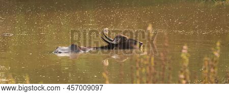Wild Water Buffalo And The Heron, Buffalo Bathing In The Lake, And The Heron Perch On Buffalo Horn. 