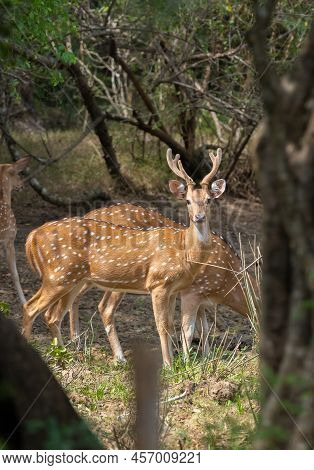 Alpha Male Of The Ceylon Spotted Deer Herd On High Alert. Yala National Park.