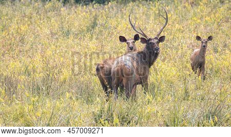 A Family Of Sambar Deer Was Spotted In A Grass Field In Yala National Park, Sambar Family Is On High