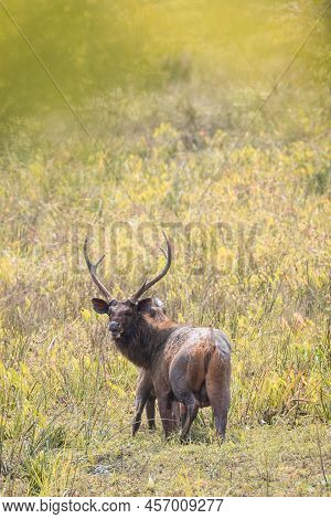 Pair Of Sri Lankan Sambar Deer At Yala National Park, Huge Antler Samba Male Looking Back With An An