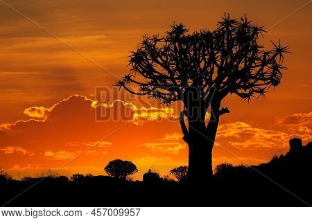 Silhouette Of A Quiver Tree (aloe Dichotoma) At Sunset, Namibia