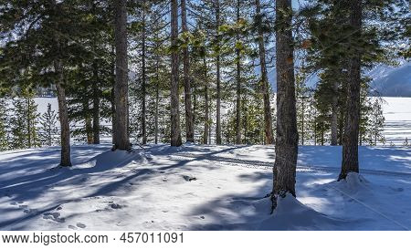 Winter Coniferous Forest. Trunks And Branches Of Evergreen Trees Against The Sky And Mountains. Shad
