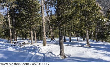 The Path Is Trodden In The Winter Forest. There Is A Wooden Table And A Bench In The Snowdrifts. Con