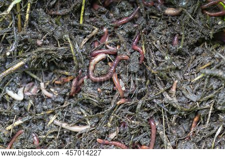 Breeding Red Worms Dendrobena. Fertile Soil. Natural Soil Improvement. Fishing Worms