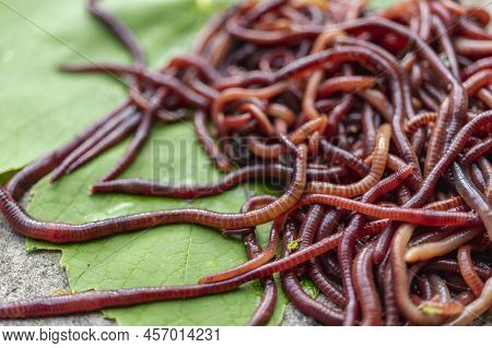 Breeding Red Worms Dendrobena. Fertile Soil. Natural Soil Improvement. Fishing Worms