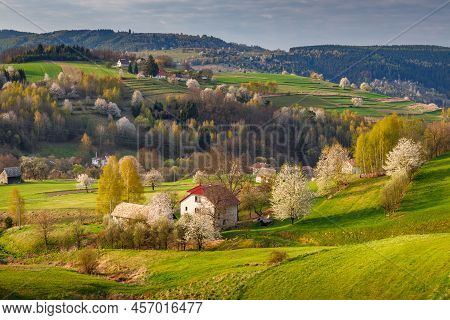Spring Rural Landscape With Flowering Fruit Trees On A Sunny Day. The Hrinova Village In Slovakia, E