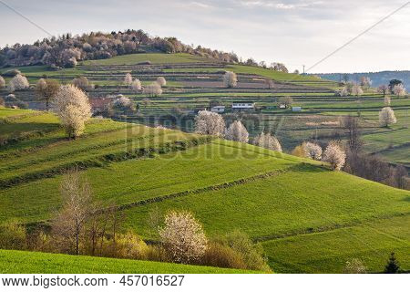 Spring Rural Landscape Motif. Flowering Fruit Trees, Fields And Grassy Meadows In The Hilly Countrys