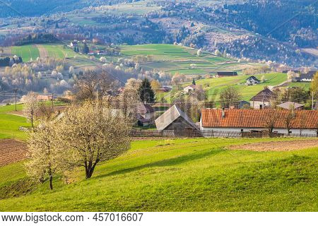 Spring Rural Landscape With Flowering Fruit Trees On A Sunny Day. The Hrinova Village In Slovakia, E