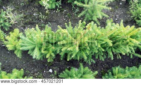Forest Nursery For Growing Spruce Seedlings. Eastern Europe Forestry