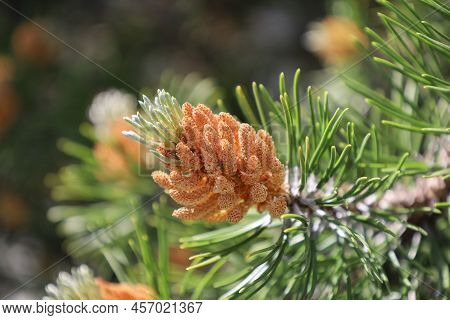 Blossom Of Pinus Mugo. Male Pollen Producing Strobili. New Shoots In Spring Of Dwarf Mountain Pine. 
