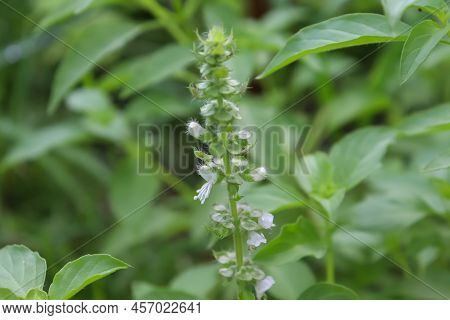 Hairy Basil Are Growing And Green Leaf