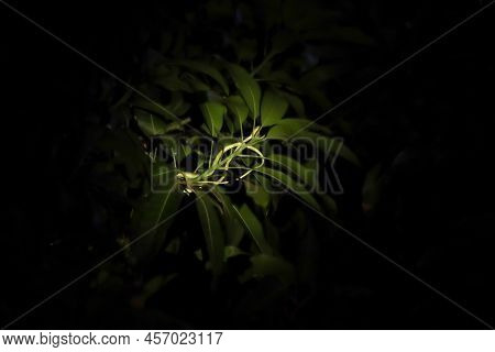 Oriental Whipsnake On The Tree At Night And Blur