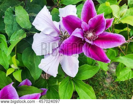 Purple Clematis Flowersmany Bloom Pink Clematis Flower In Garden. Flowers Of Clematis Over Green Bac