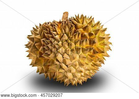 Single Whole Ripe Durian Fruit Isolated On White Background With Clipping Path. Freshly Harvested Wi
