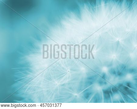 Dandelion Seed Ball With Seeds Close-up. Summer Floral Background. Airy And Fluffy Wallpaper. Light 