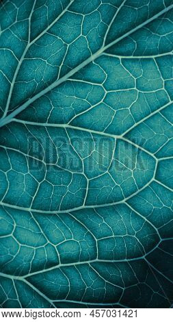 Plant Leaf Closeup. Mosaic Pattern Of  Cells And Veins. Blue-green Mobile Phone Wallpaper. Abstract 