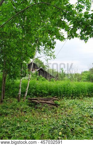 Rustic Landscape. Firewood.felled Trees In A Clearing. Stacked Firewood. Rustic Motifs. Work In The 