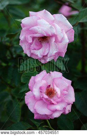 Pink Roses In The Garden, Eliza Kordes, 2004 Breed, Beautiful Flowers Outdoors