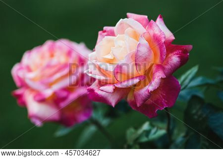 Pullman Orient Express Rose (love And Peace) Red And Yellow Hybrid Tea Roses In The Garden