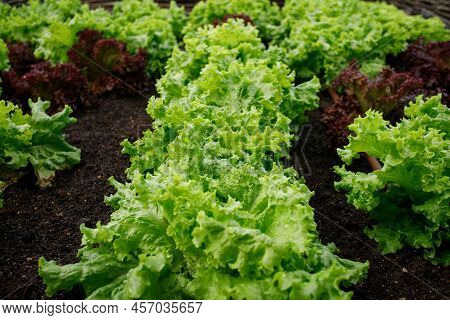 Green And Red Lettuce Salad Leaves In Garden Bed. Cultivation And Harvesting Organic Vegetables.