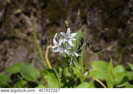 Drooping Star-of-bethlehem White  Flowers In The Spring
