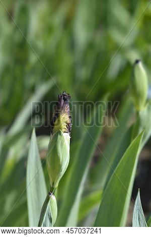 Intermediate Bearded Iris Broadway Baby Flower Bud
