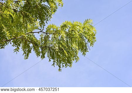 Thornless Honey Locust Branches Against Blue Sky