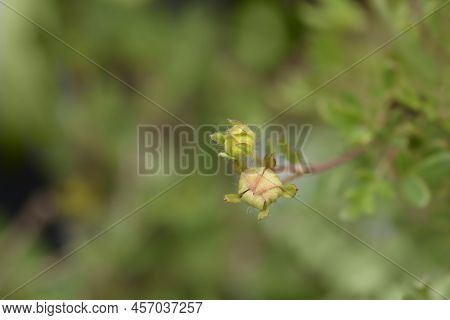 Shrubby Cinquefoil Abbotswood Flower Buds In The Garden