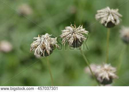 Single-flowered Sawwort Seed Head In The Garden