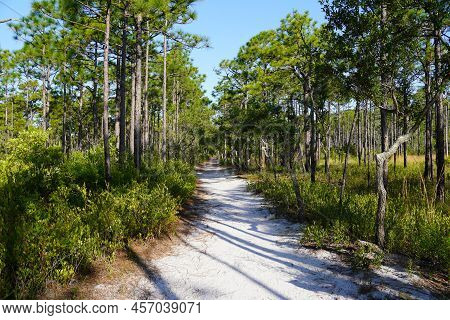 Sandy Trail Through A Longleaf Pine Forest In Carolina Beach State Park In Nc