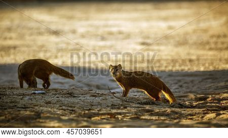 Two Yellow Mongoose Standing On Sand In Kgalagadi Transfrontier Park, South Africa; Specie Cynictis 