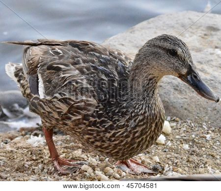female mallard