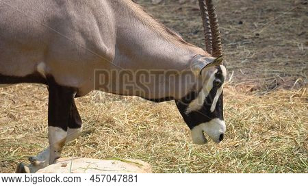 Gemsbok, Onyx Gazelle,dominant Gemsbok Antelope Close Up
