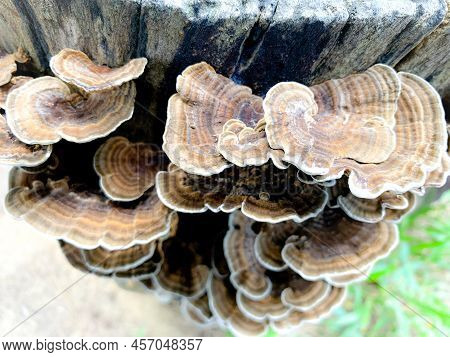 A Fungus That Grows On The Edges Of Old Wood