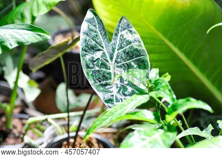 Alocasia Longiloba Or Colocasia Black Satun , Black Satun Or Colocasia Plant