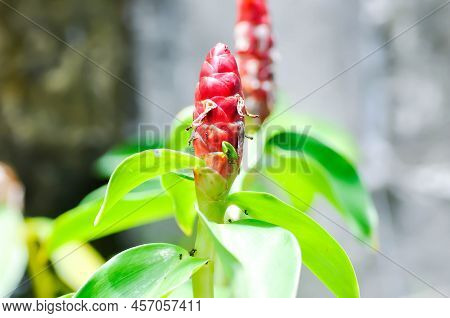 Cheilocostus Speciosus, Costaceae Or Cane Reed Or Crape Ginger Or Malay Ginger Or Spiral Flag Plant