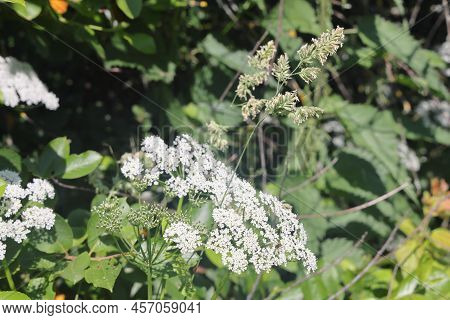 Common Goatweed, Aegopodium Podagraria, Is An Herbaceous Umbrella Plant Used As Food In Salads. View