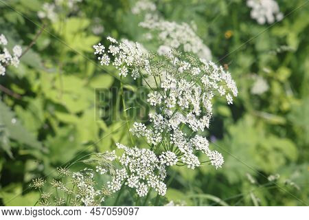 Common Goatweed, Aegopodium Podagraria, Is An Herbaceous Umbrella Plant Used As Food In Salads. View