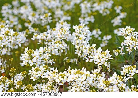 White Field Plants Bloom In The Meadow. It Is Used In Medicine.