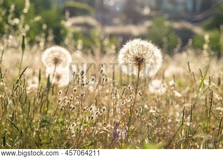 Selective Focus Of Dandelion Or Common Dandelion Flower (taraxacum Officinale) In Springtime At Suns