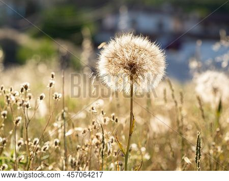 Selective Focus Of Dandelion Or Common Dandelion Flower (taraxacum Officinale) In Springtime At Suns