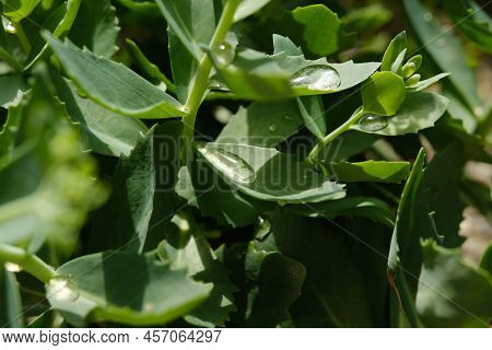 Grean Leaf Close Up With Water Drop.