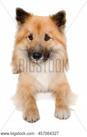 Happy Eurasier Dog Isolated On A White Background
