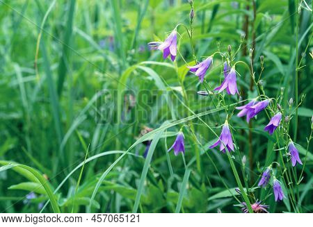 Purple Bellflowers (campanula Rapunculus) Blooms In The Summer Garden.
