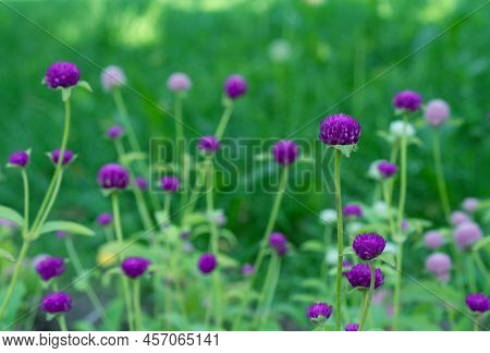 Gomphrena Globosa Flowers Blooming In Spring Season. Amaranth, Makhmali And Vadamalli. Purple Flower