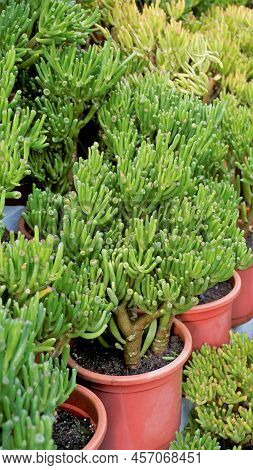 Beautiful Exotic Rare Crassula Ovata Gollum Finger Jade Plant From A Nursery Garden.