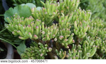 Beautiful Exotic Rare Crassula Ovata Gollum Finger Jade Plant From A Nursery Garden.