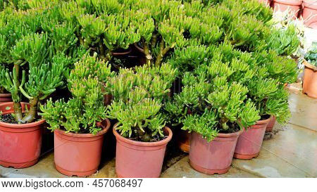 Beautiful Exotic Rare Crassula Ovata Gollum Finger Jade Plant From A Nursery Garden.
